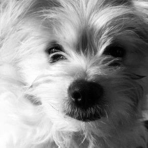 Meet your Posher, Charmaigne